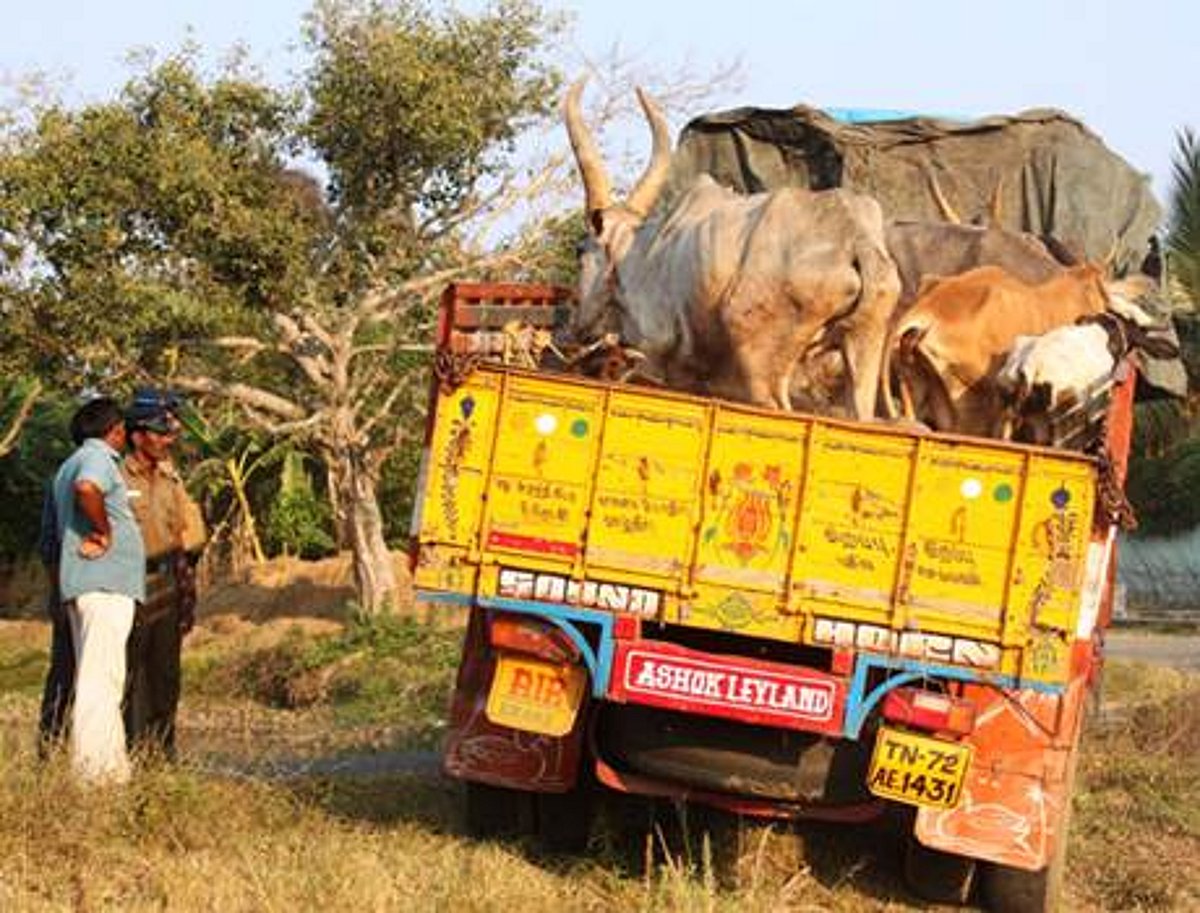 சிதம்பரம் அருகே பசுமடத்தில் இருந்த 122 மாடுகள் பறிமுதல்: போலீஸார் அதிரடி நடவடிக்கை
