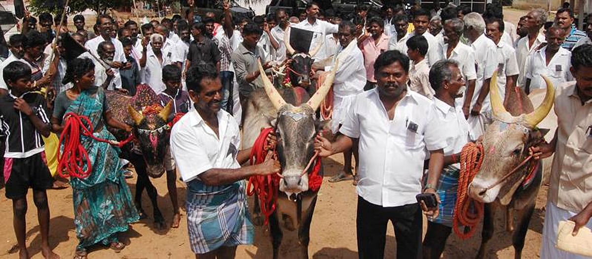 ஜல்லிக்கட்டுக்குக் தடை : பாகனேரி தெருக்களில் கருப்புக்கொடி ஏற்றி காளைகளுடன் ஊர்வலம்