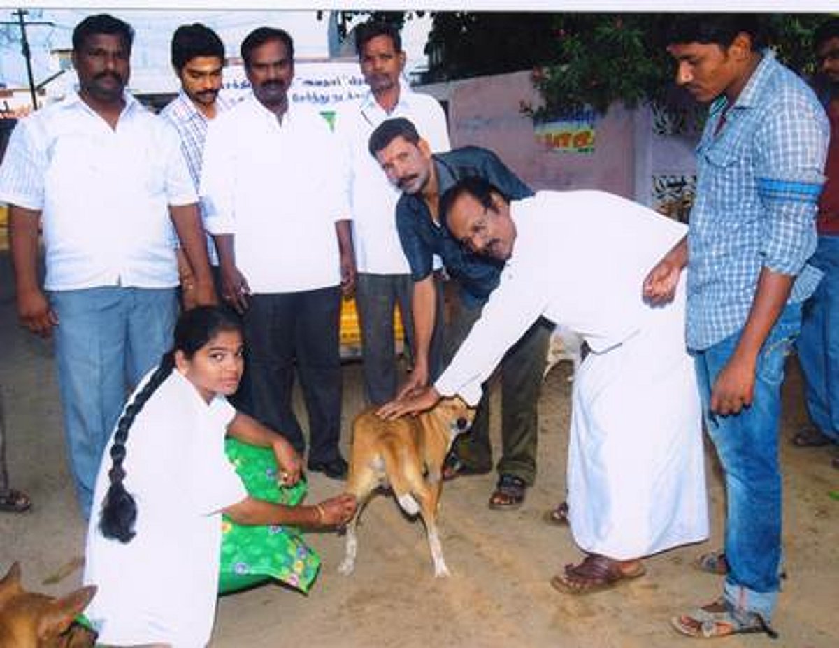 சிதம்பரத்தில் 116 தெரு நாய்களுக்கு தடுப்பூசி!