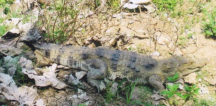 சிதம்பரம் அருகே மீன் குட்டைக்குள் புகுந்த 5 அடி நீள முதலை!