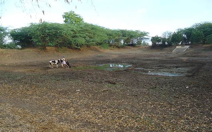 சிதம்பரம் : ஆறு, குளங்கள் வறண்டது; குடிநீர் பற்றாக்குறை, கால்நடைகள் அவதி