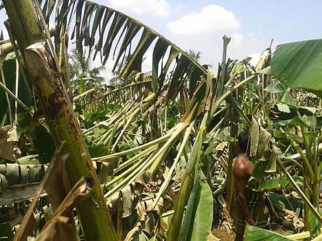 பலத்த காற்றால் அறுவடைக்குத் தயாரான நிலையில் உள்ள வாழைமரங்கள் நாசம்: விவசாயிகள் வேதனை