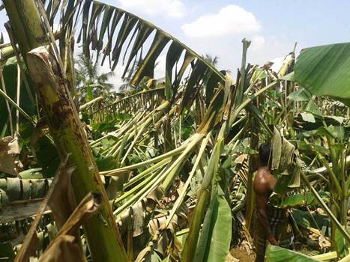 பலத்த காற்றால் அறுவடைக்குத் தயாரான நிலையில் உள்ள வாழைமரங்கள் நாசம்: விவசாயிகள் வேதனை