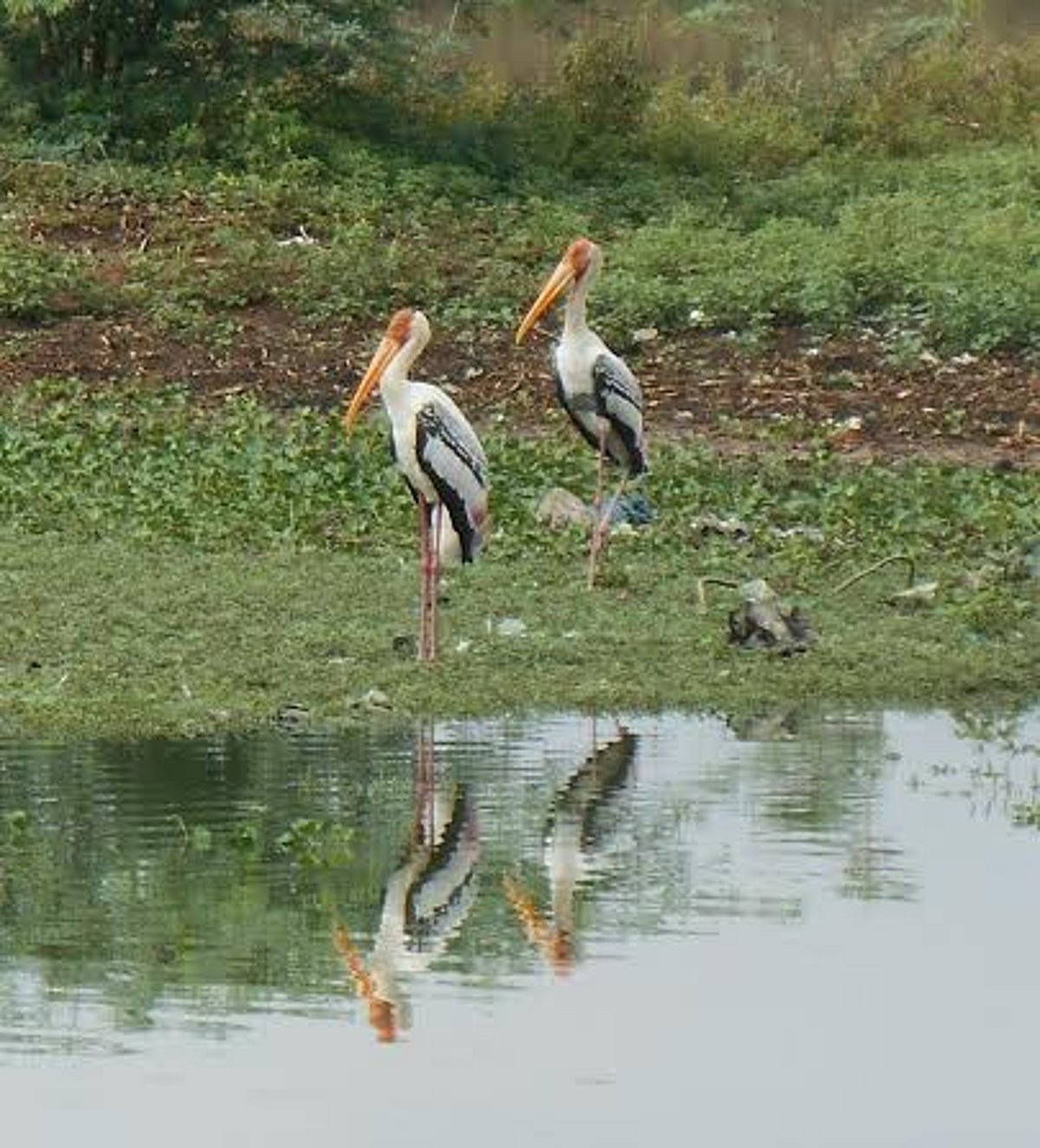 ஸ்ரீவில்லிபுத்தூரில் மழை: வெளி நாட்டு பறவைகள் வருகை