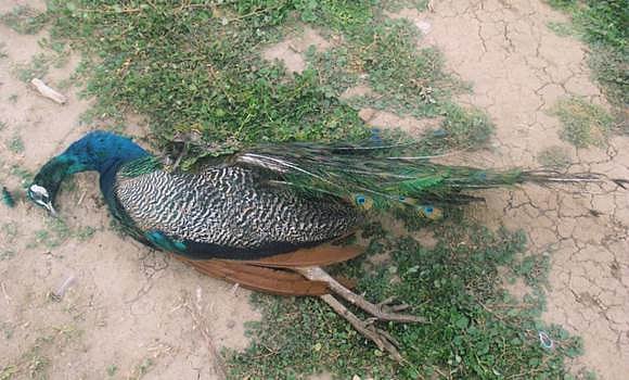 சிதம்பரம் அருகே மின்சாரம் பாய்ந்து இறந்த ஆண் மயில்!