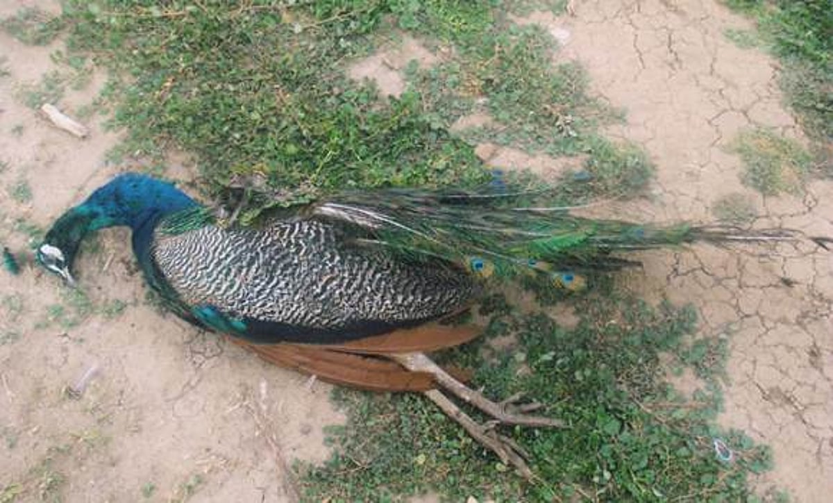 சிதம்பரம் அருகே மின்சாரம் பாய்ந்து இறந்த ஆண் மயில்!