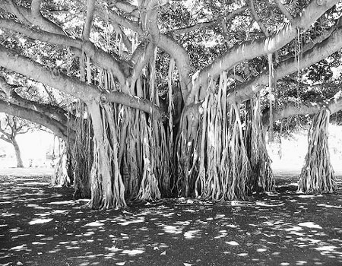 வேர்களைத் தேடி...!