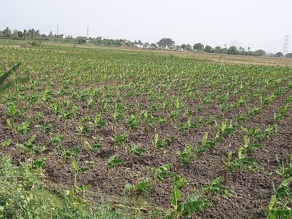 நெல்லை மாவட்டத்தில் நீரின்றி கருகும் வாழைப்பயிர்: விவசாயிகள் கவலை!