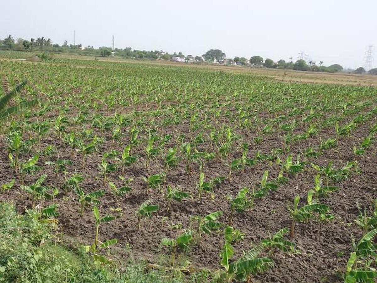 நெல்லை மாவட்டத்தில் நீரின்றி கருகும் வாழைப்பயிர்: விவசாயிகள் கவலை!