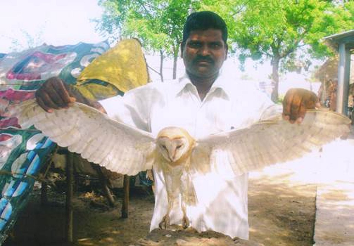 சிதம்பரம் அருகே பிடிபட்ட அரிய வகை வெளிநாட்டு ஆந்தை