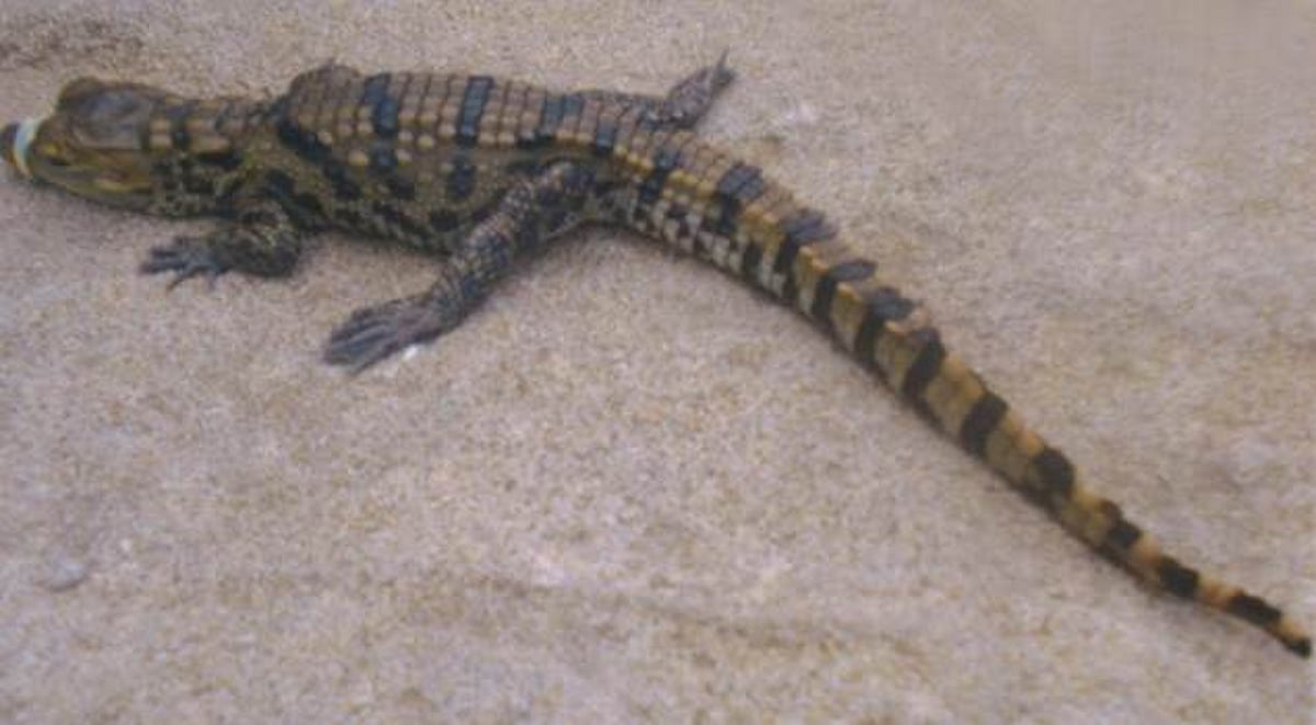 சிதம்பரம் அருகே பொதுமக்கள் பிடித்த 5 அடி நீள முதலை!