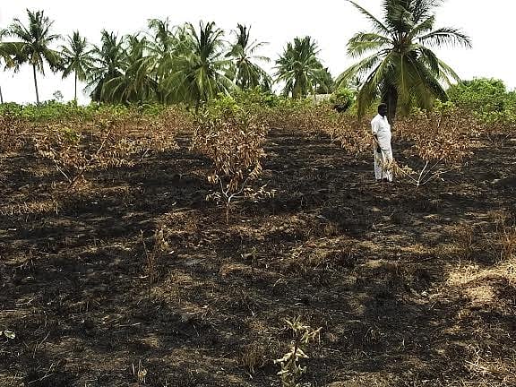 பழனி அருகே மின்கம்பி உரசி தீ விபத்தில் கொய்யா கன்றுகள் நாசம்