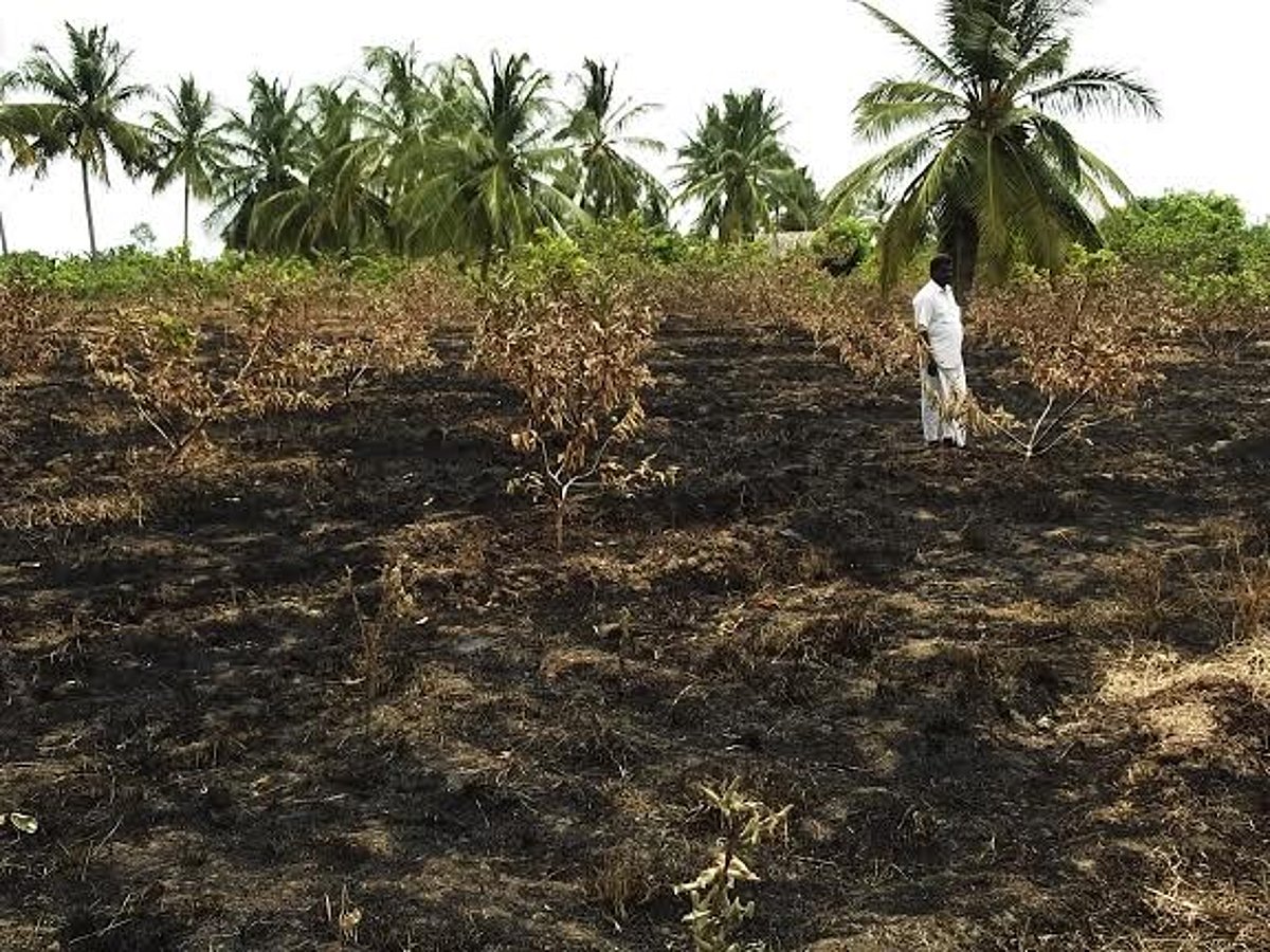 பழனி அருகே மின்கம்பி உரசி தீ விபத்தில் கொய்யா கன்றுகள் நாசம்
