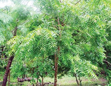 வேப்பமரத்தில் அருள்பாலிக்கும் ஸ்ரீஜடமாரியம்மன்