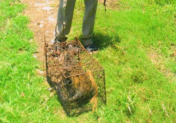 சிதம்பரத்தில் வீடு ஒன்றில் புகுந்த மர நாய்: மீட்டு பிச்சாவரம் காட்டில் விடப்பட்டது 