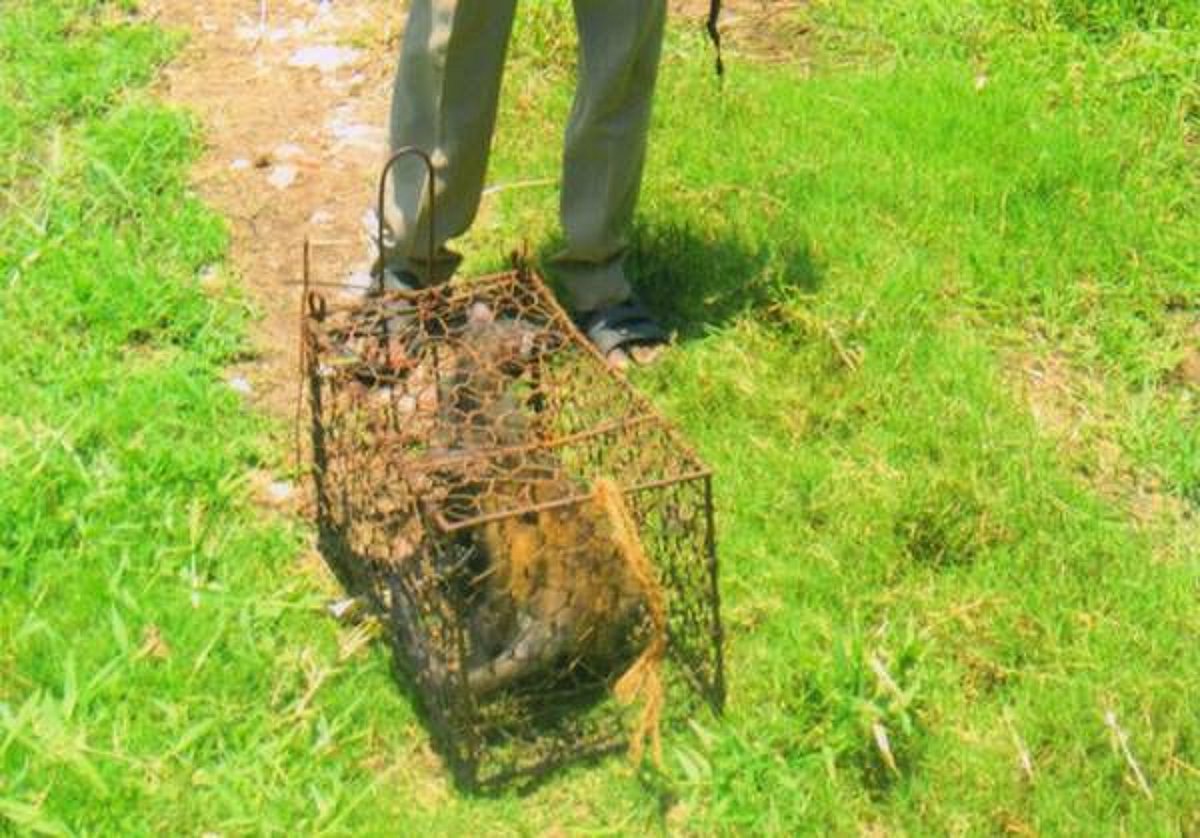 சிதம்பரத்தில் வீடு ஒன்றில் புகுந்த மர நாய்: மீட்டு பிச்சாவரம் காட்டில் விடப்பட்டது