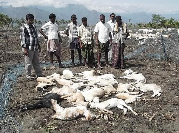 பழனி அருகே மின்னல் தாக்கி 22 ஆடுகள் பலி