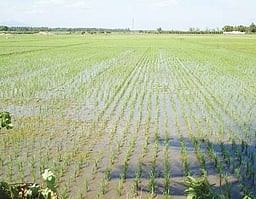 திருவள்ளூா் மாவட்டத்தில் கூடுதல் விலைக்கு உரங்கள் விற்றால் கடும் நடவடிக்கை!