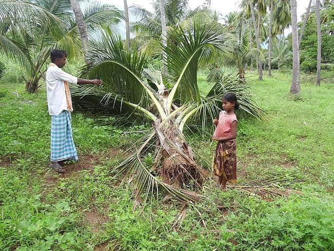 பழனி அருகே தோப்பில் புகுந்து யானை அட்டகாசம்
