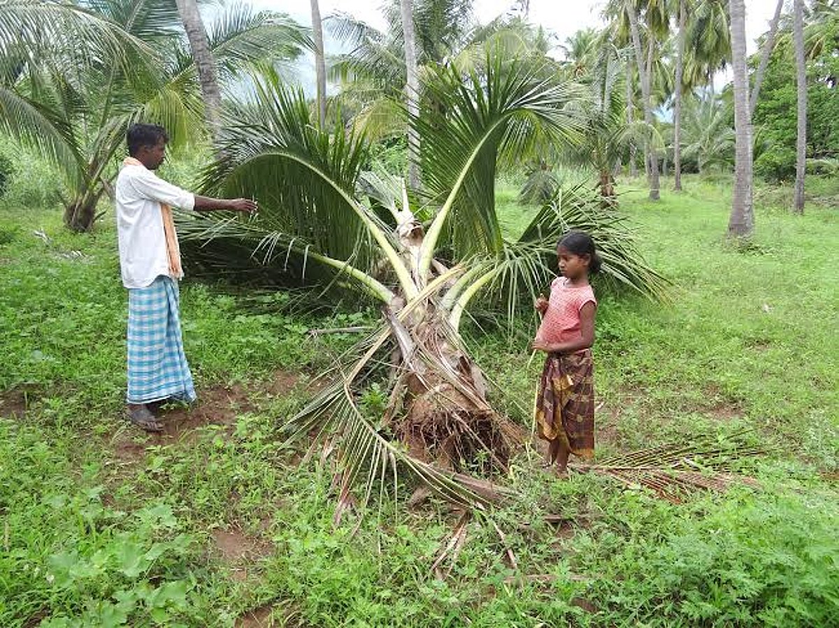 பழனி அருகே தோப்பில் புகுந்து யானை அட்டகாசம்