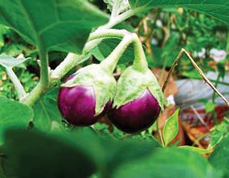 அதிக லாபம் தரும்  "உஜ்லா' கத்தரிக்காய்