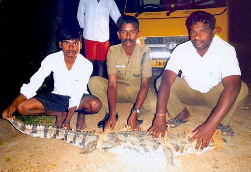 காட்டுமன்னார்கோயில் அருகே கிராமத்திற்குள் புகுந்த முதலை!