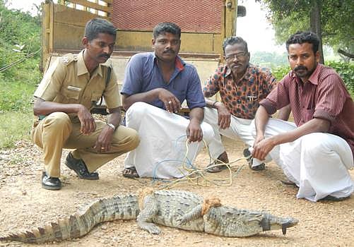 காட்டுமன்னார்கோயில் அருகே ஊருக்குள் புகுந்த முதலையை பிடித்த வனத்துறையினர்
