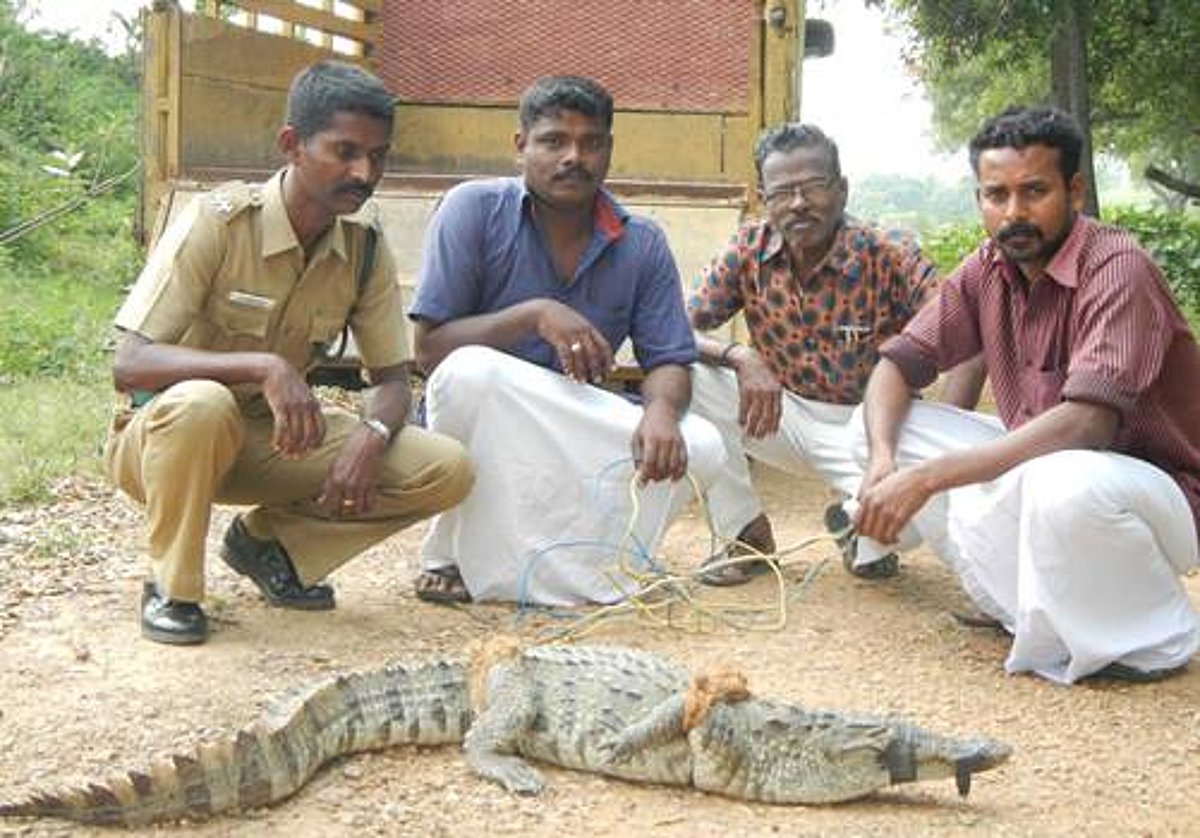 காட்டுமன்னார்கோயில் அருகே ஊருக்குள் புகுந்த முதலையை பிடித்த வனத்துறையினர்