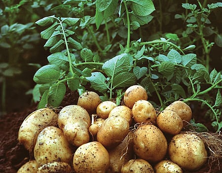 4 புதிய உருளைக்கிழங்கு ரகங்கள்:
மத்திய அரசு அனுமதி