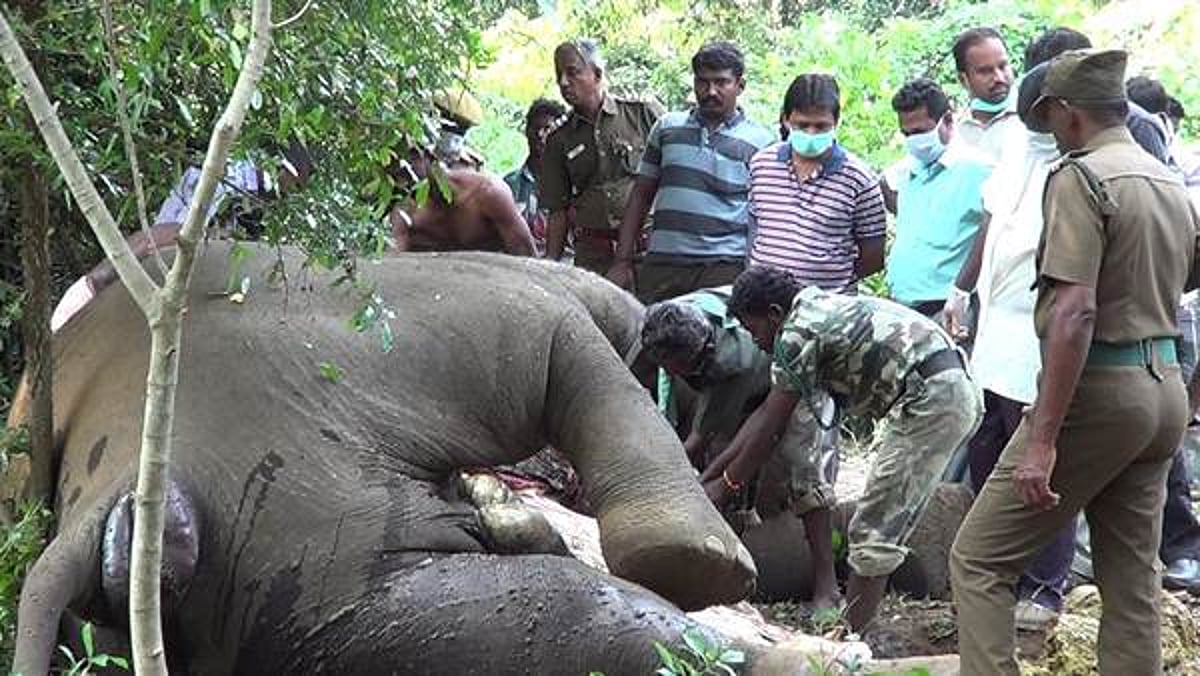 ஸ்ரீவில்லிபுத்தூரில் தனியார் தோட்டத்தில் மின்சாரம் தாக்கி பெண் யானை சாவு