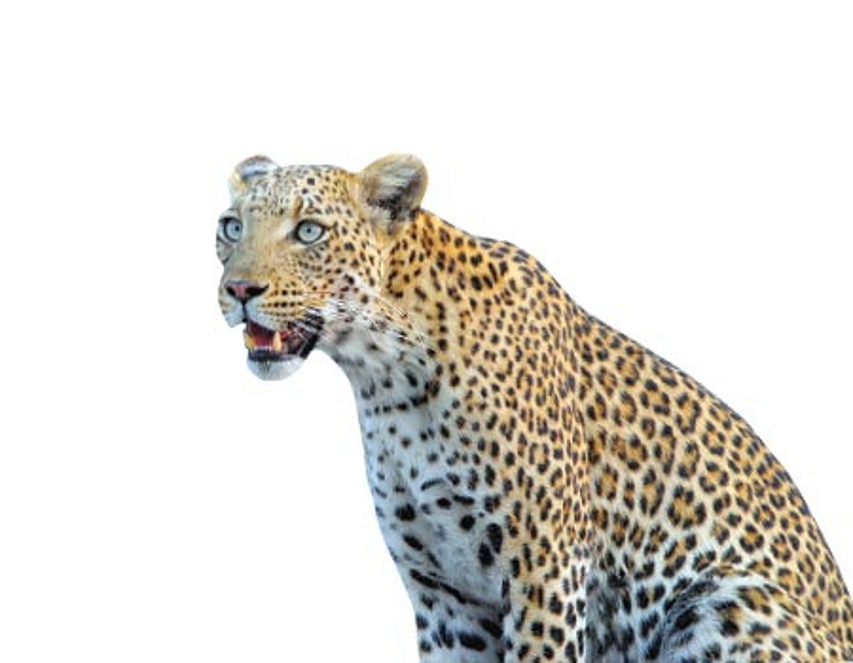 சிறுத்தைகளைக் கண்டால் வனத் துறையினரிடம் புகார் அளிக்க வேண்டாம்