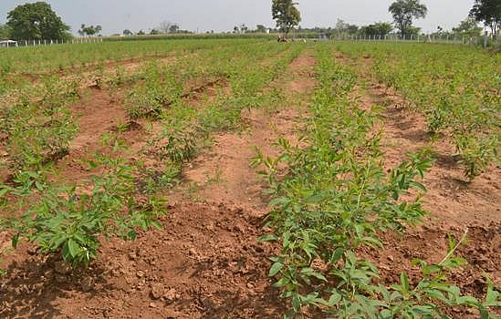 விருதுநகர் மாவட்டத்தில் நடவு முறையில் துவரைச் சாகுபடி செய்து விவசாயிகள் அதிக மகசூல் பெறலாம்