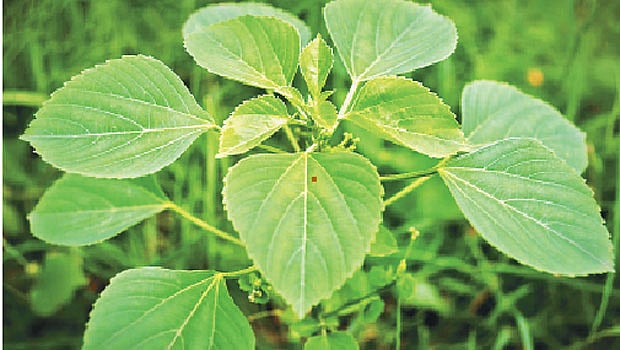 ஆயுள் காக்கும் ஆயுர்வேதம்: குப்பைமேனியின் மருத்துவப் பயன்கள்!