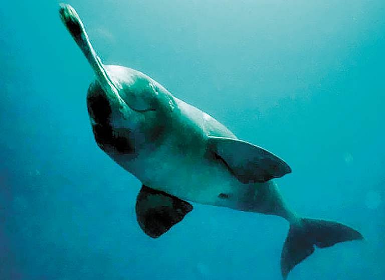 குறைகிறது கங்கை நதி டால்பின்கள் எண்ணிக்கை 