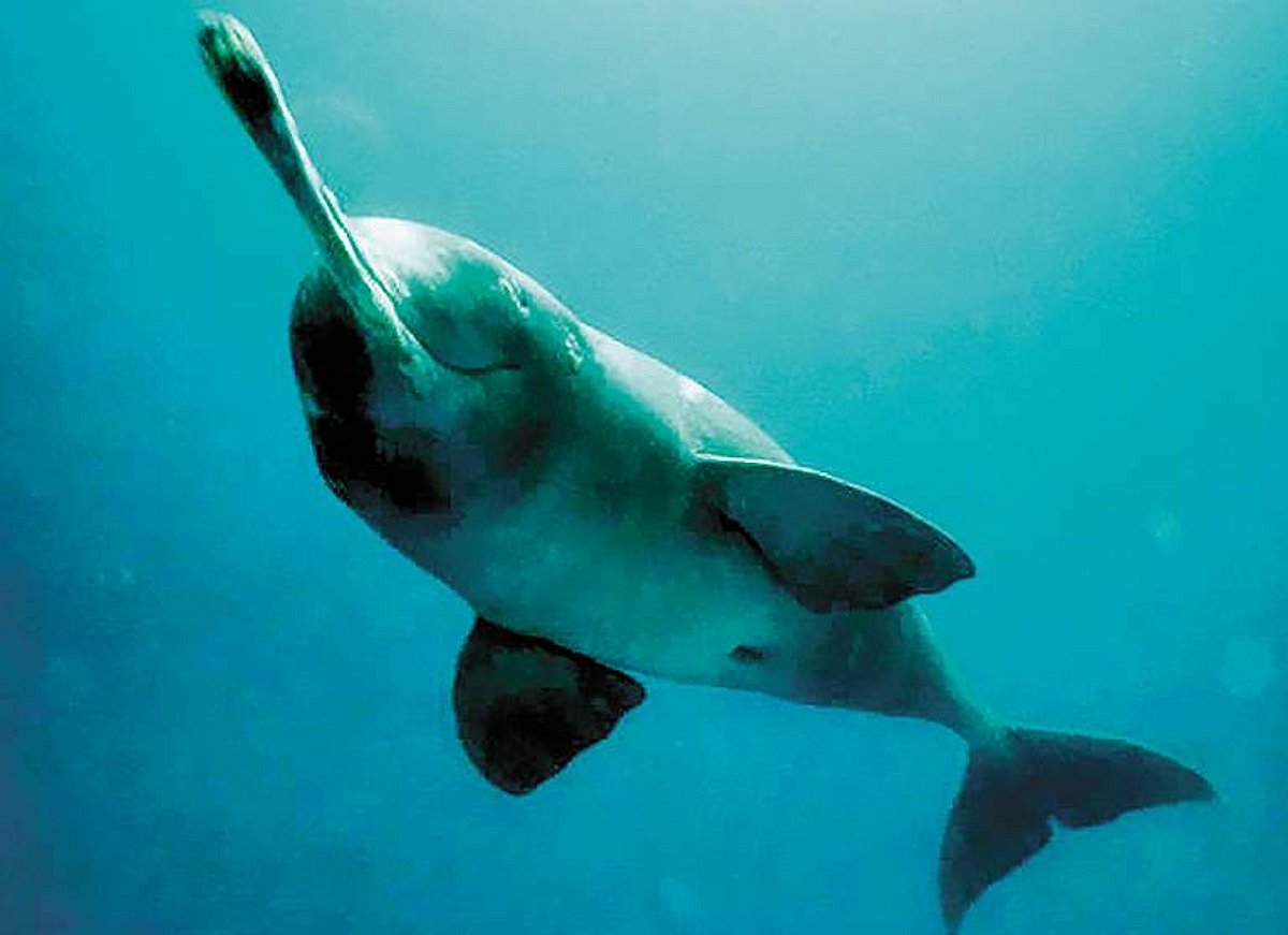 குறைகிறது கங்கை நதி டால்பின்கள் எண்ணிக்கை