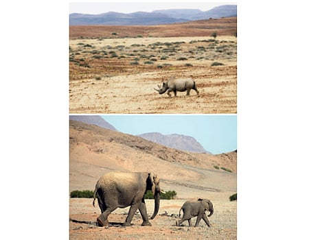 கானல் நீரும் கானக காண்டா மிருகமும்!