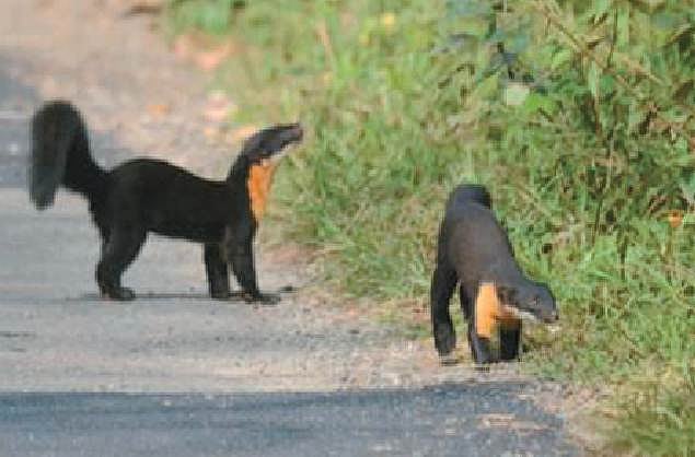 அழிந்து வரும் நிலையில் நீலகிரி மார்டென்!