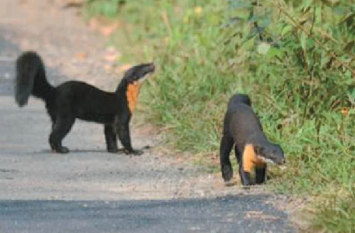 அழிந்து வரும் நிலையில் நீலகிரி மார்டென்!
