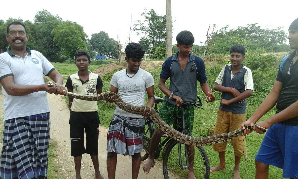 குடுமியானமலையில் பிடிபட்ட 10 அடி நீள மலைபாம்பு