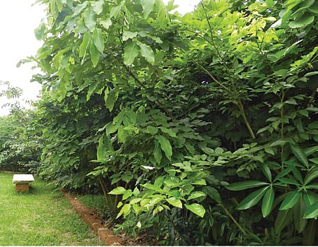 வீட்டுக்கொரு காடு வளர்ப்பவர்!