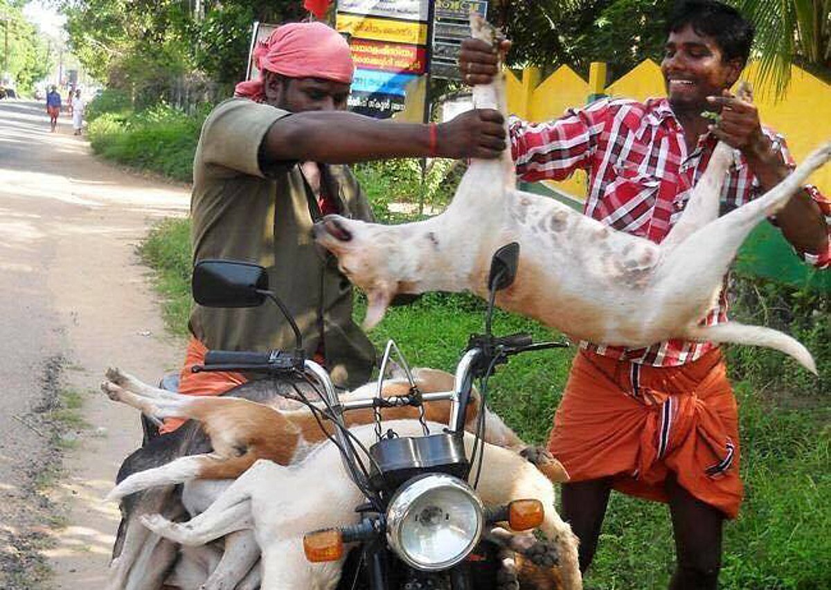 நாயைவிட மனித உயிர் மேலானது: தெருநாய்களை கொல்லும் வழக்கில் உச்ச நீதிமன்றம் அதிரடி