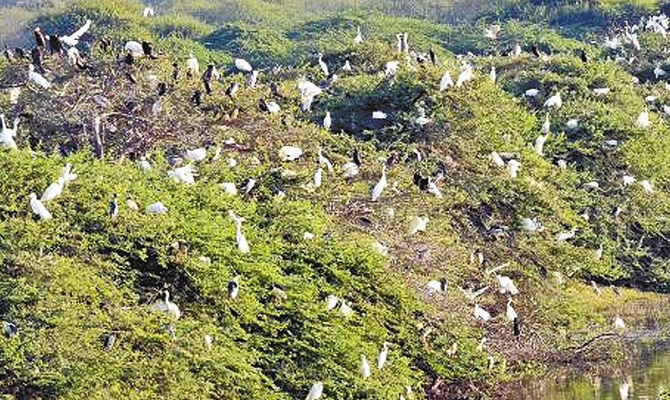உதயமார்த்தாண்டத்தில் குவியும் வெளிநாட்டுப் பறவைகள்