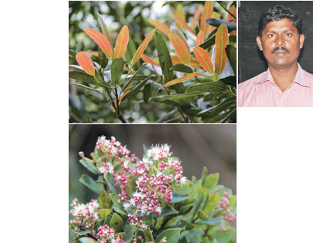 அழிவின் விளிம்பில் உள்ள 5 மரங்கள்!