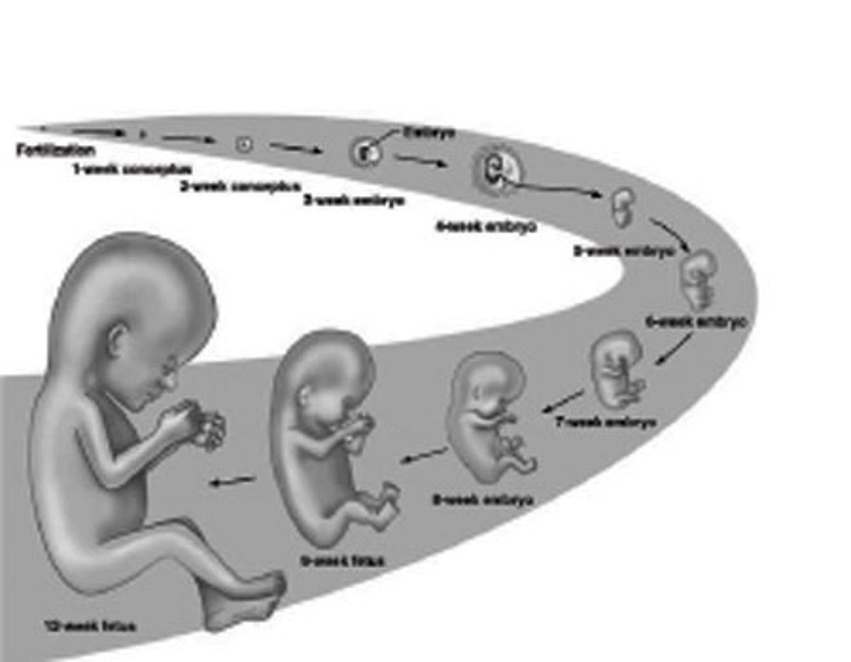 திருவாசகத்தில் கருவியல்: அறிவியல் தமிழ் - 44