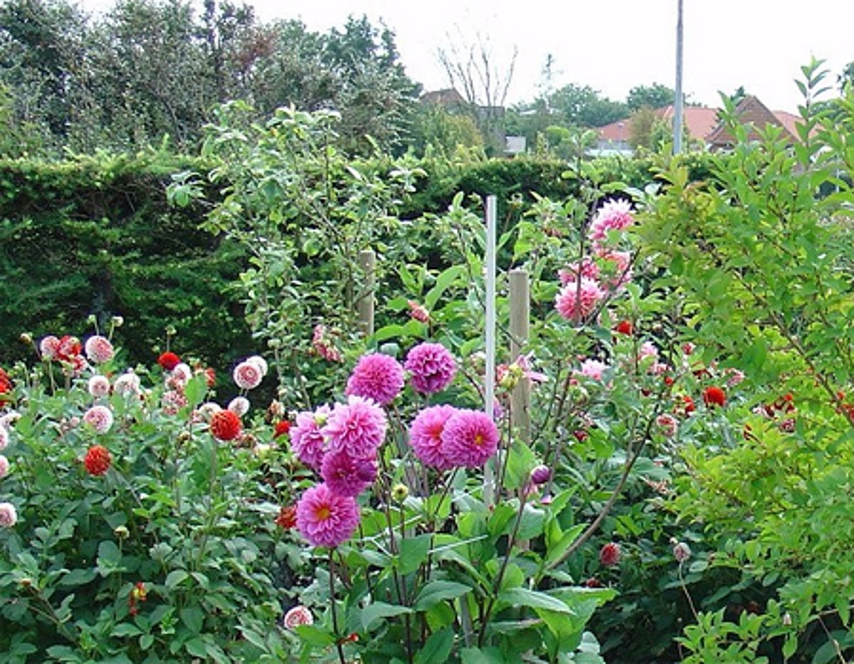 வீட்டுத்தோட்டம் - பயன்படும் டிப்ஸ்