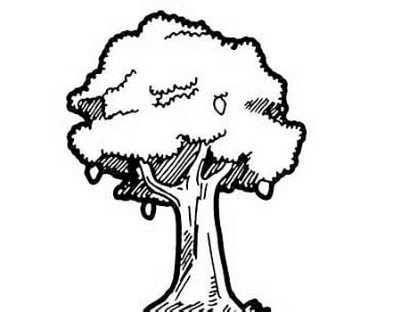 காற்றால் கிளைக்குமா மாமரம்?