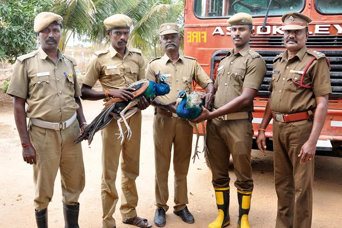 விராலிமலை அருகே மயங்கி கிடந்த 2 மயில்கள். தீயணைப்பு துறையினரின் முயற்சியால் உயிர் பிழைத்தது