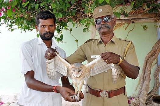 இலுப்பூர் பகுதியில் பிடிபட்ட ஆஸ்திரேலிய ஆந்தை