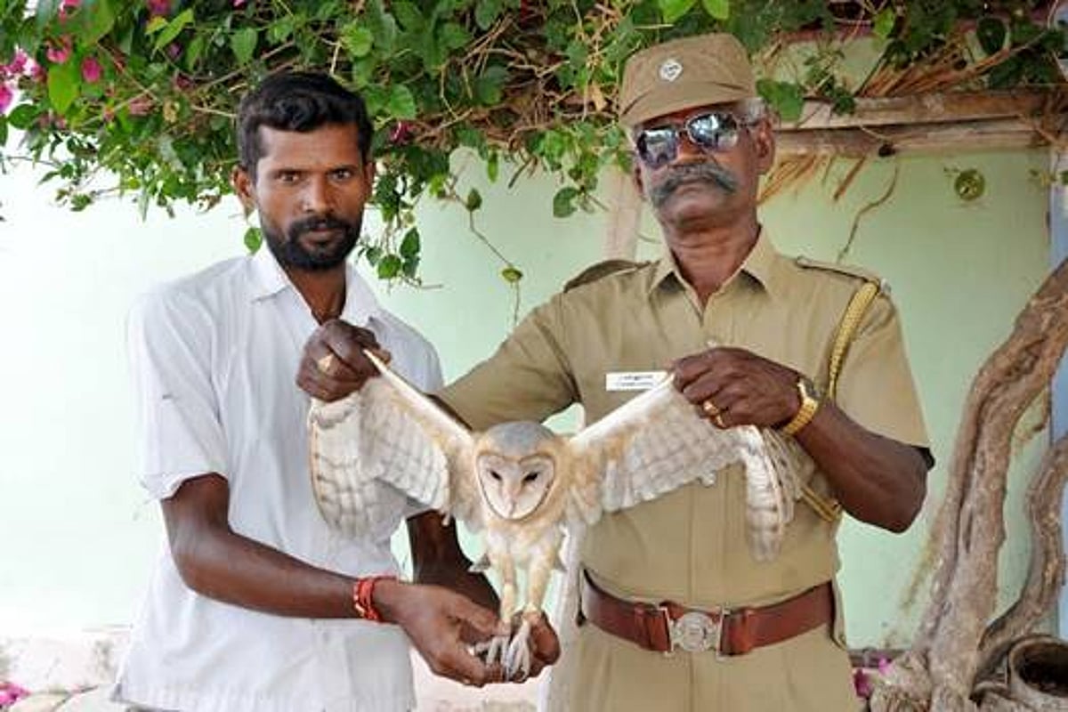 இலுப்பூர் பகுதியில் பிடிபட்ட ஆஸ்திரேலிய ஆந்தை