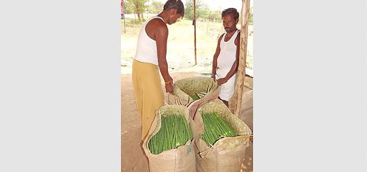 பழனி சுற்று பகுதியில் முருங்கை விளைச்சல் அமோகம்: விலை சரிவு